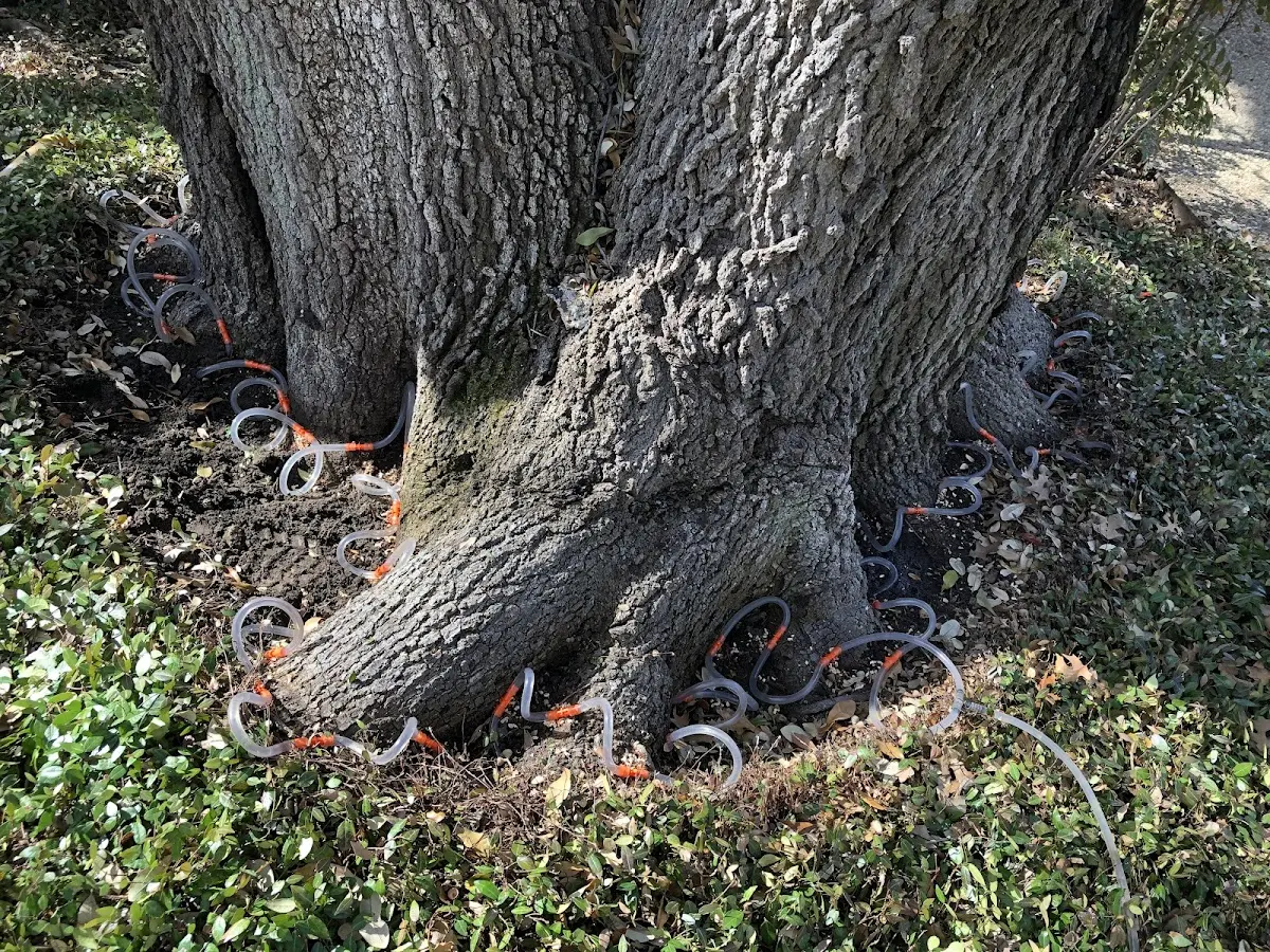 Detailed Tree Cabling and Bracing job site in Gillette